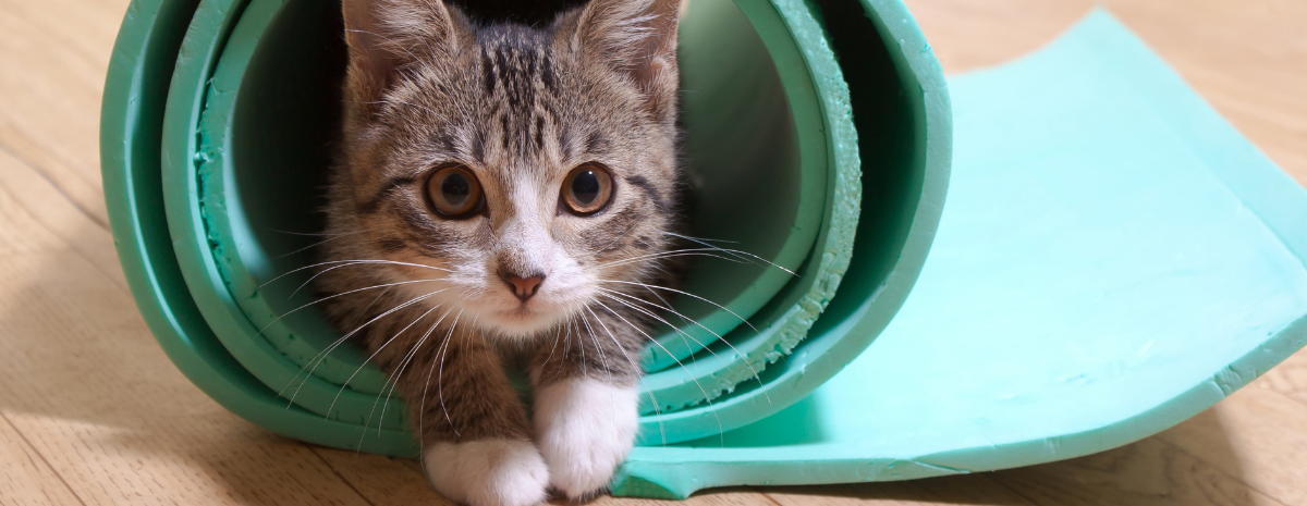 Kitty Yoga @ West Shore YMCA